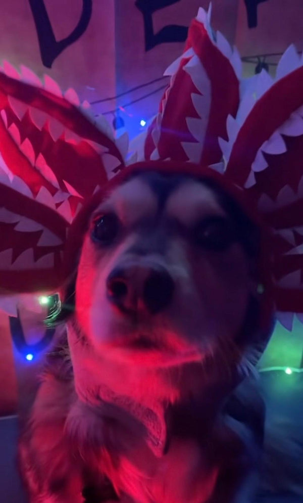 Customer review photo